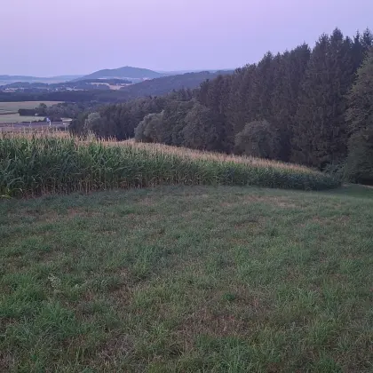 Silomais ab Feld