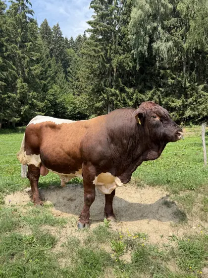Original Pinzgauer Fleisch Zuchtstier