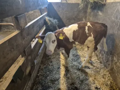Bio-Fleckvieh-Kuhkalb genetisch hornlos