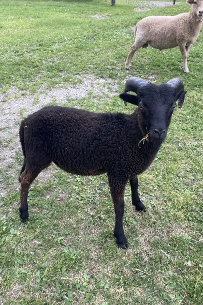 Quessant-Zwergschaf Widder
