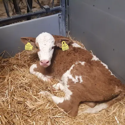 Bio-Kalb männlich