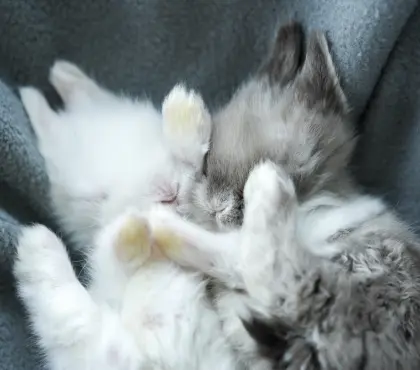 Teddyzwergkaninchen