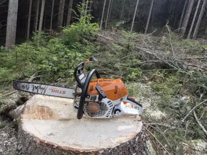 Holzschlägerung, Windwurf