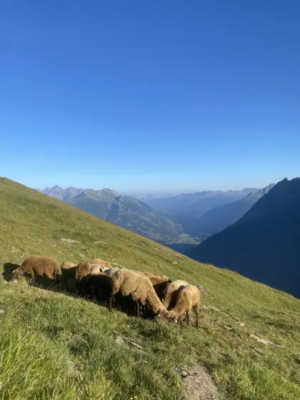 Braune Bergschafe