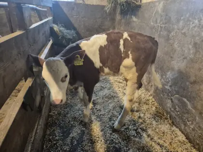 Bio-Fleckvieh-Kuhkalb, genetisch hornlos, zu verkaufen