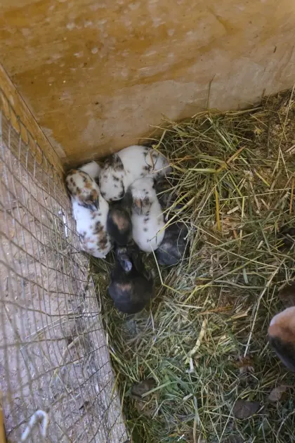 Mini Rex Hasen