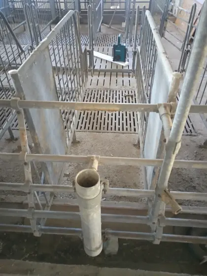 Komplette Aufstallung Zuchtschweine, Abferkelbox, Eber
