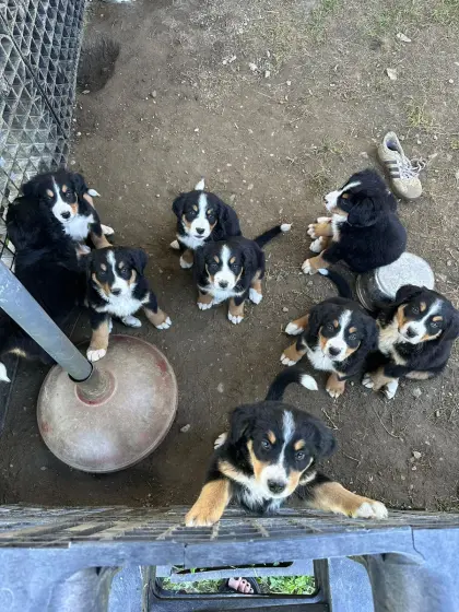 Berner Sennen Welpen