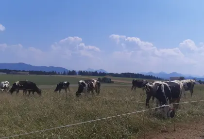 HF-Kalbinnen trächtig