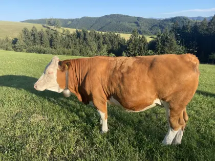 Bio-Fleckvieh-Kalbin trächtig
