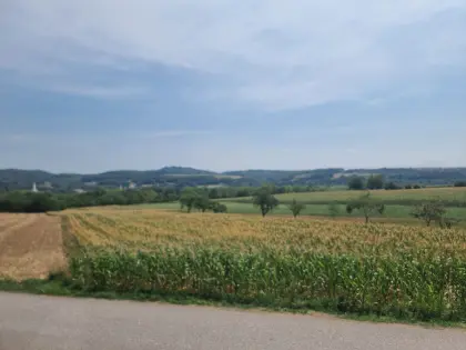 Körnermais zum Silieren