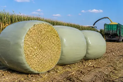 Maissilage zu verkaufen, Ballen oder ab Feld, Zustellung