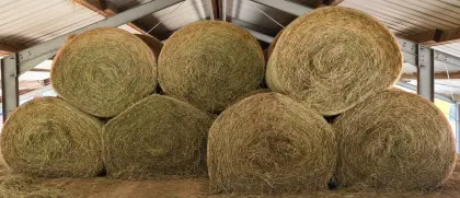 Suche Heuballen oder Gärheu