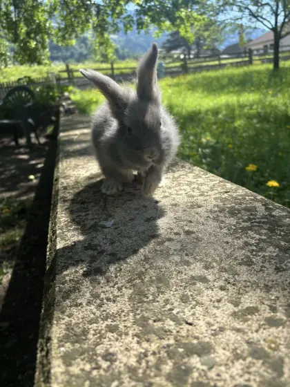Löwenkopfhase