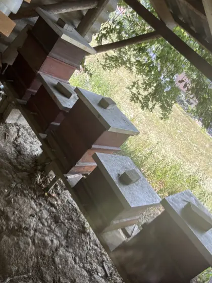 Bienen Völker