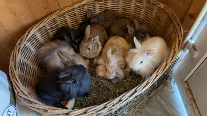 Zwergkaninchen in verschiedenen Farben zu verkaufen