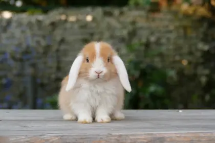 Mini Lop Hasen, Kaninchen, Zwergwidder, Minilop Babys
