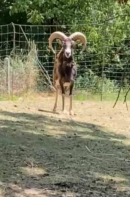 Mufflon