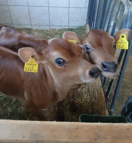 Jersey Stierkälber