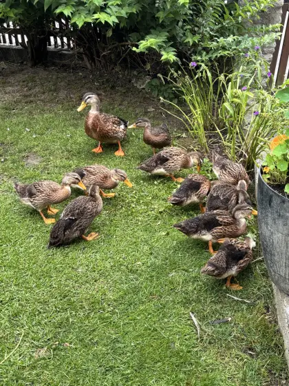Enten (Rouen-Typ)