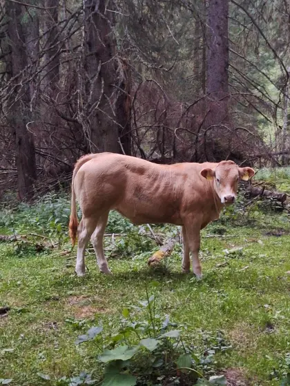 Bio Blonde d'Aquitaine Kalbinnen