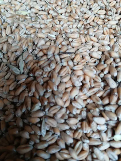 Weizen Bio