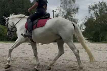 Reitbeteiligung