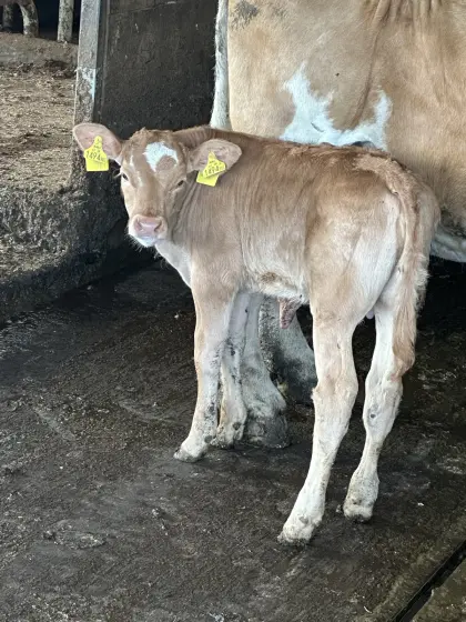 Weibliches Kalb