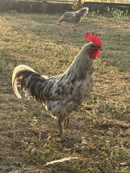 Reinrassige Hähne abzugeben