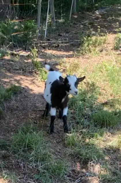Mini-Zwergziegen