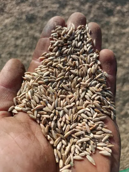 Bio-Grünschnittroggen