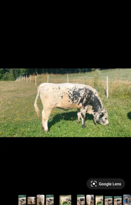Pustertaler Sprinzen Kalbin