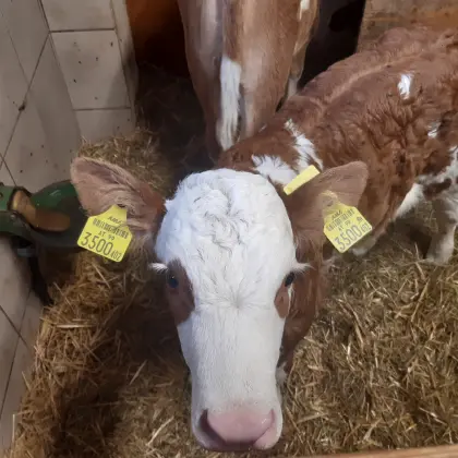 Bio-Fleckviehkalb weiblich