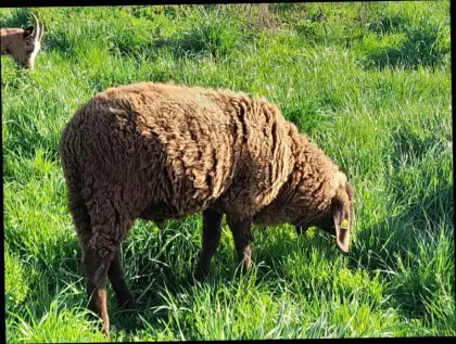 Bergschaf Jungwidder