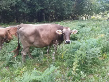 Bio Brown Swiss Kalbin