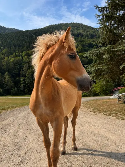 Colt na prodaju