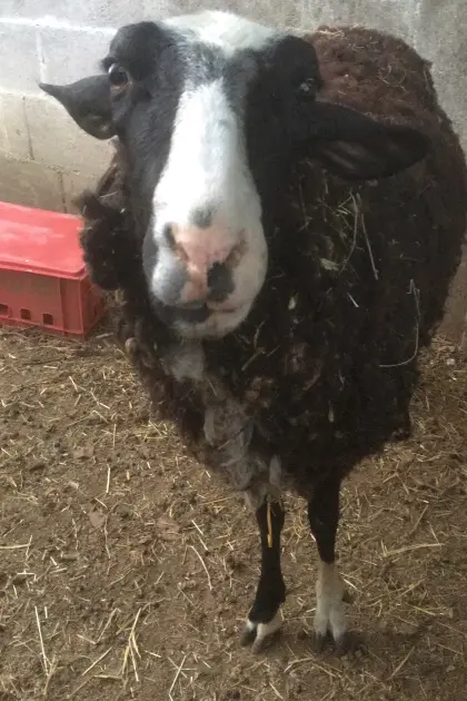 Ostfriesisches Milchschaf in Milch und Milchschaf-Jura