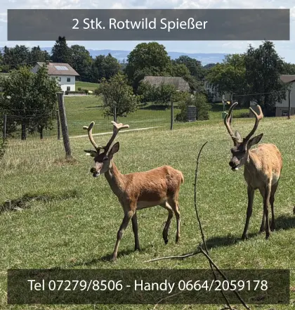 2 Stk. Rotwildspießer und 2 Stk. Schmaltiere