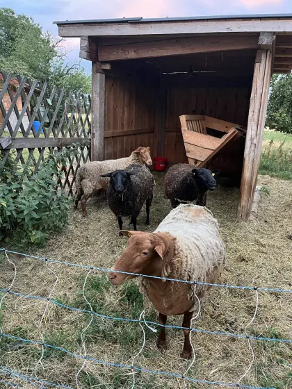 4 Schafe zu verkaufen