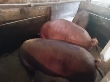 Trächtige Duroc/SH