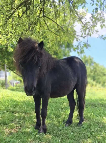 Shetlandpony abzugeben