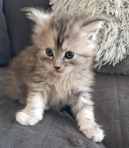 Maine Coon