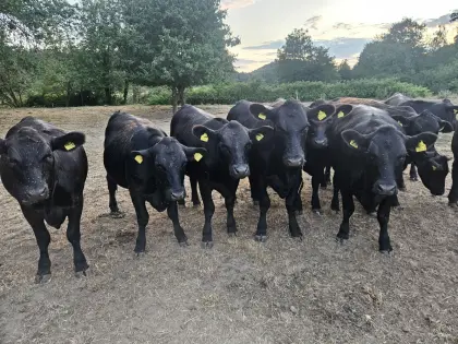 Trächtige BIO Aberdeen Angus Kalbinnen