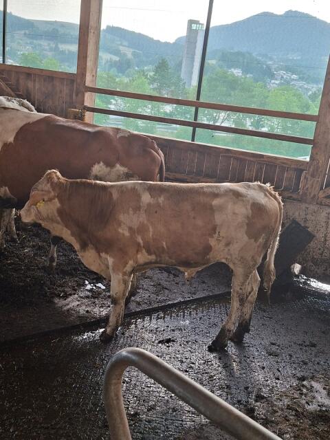 Bio-Stier FL x RF