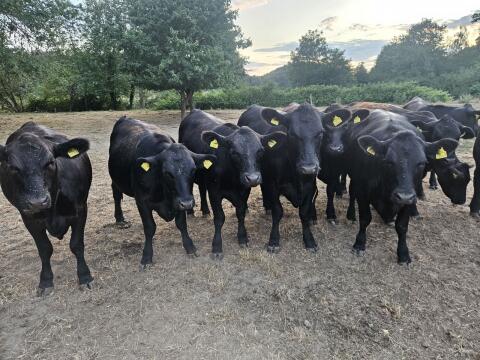 Trächtige BIO Aberdeen Angus Kalbinnen
