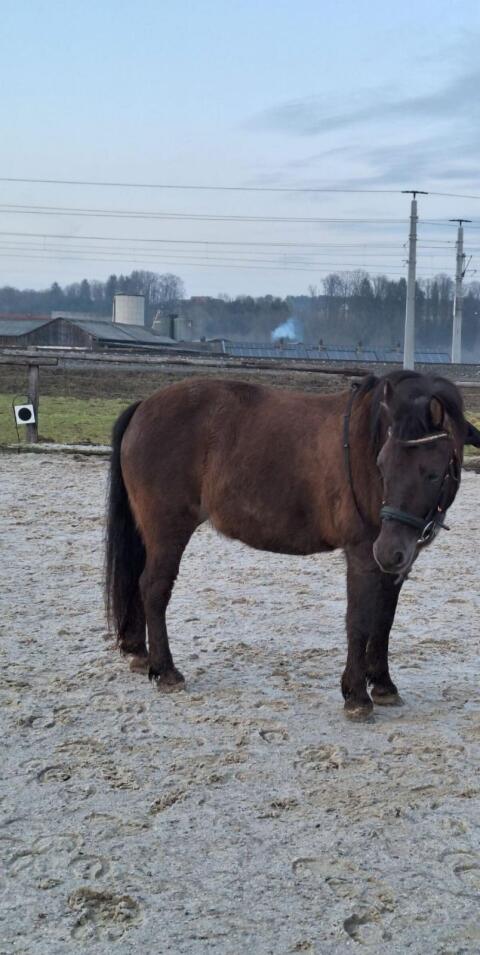Fenja Pferd