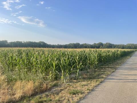 Bio-Silomais ab Feld