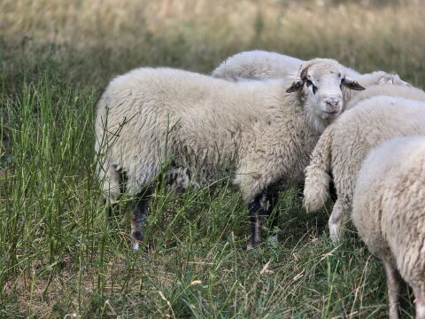 Widder Waldschaf