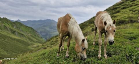Tiroler Haflinger Hengstfohlen