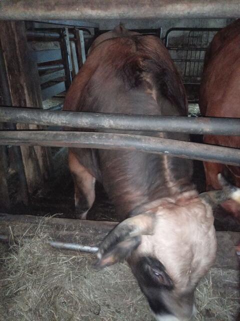 Aubrac-Stier